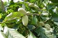 Asimina triloba